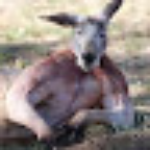 BuffKangaroo1